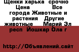 Щенки харька! срочно. › Цена ­ 5 000 - Все города Животные и растения » Другие животные   . Марий Эл респ.,Йошкар-Ола г.